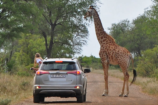 Samochód i żyrafa